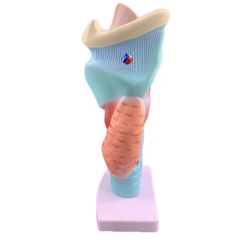 модель горла с увеличением в 2 раза образец анатомии горла гортань кровеносные сосуды щитовидная железа гортань гортань