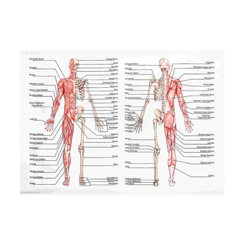 50x70 см Анатомические Плакаты Настенная Картина Мышечный Скелет Плакат Холст Художественная Печать Образование Больница Аптека Картины