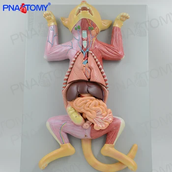 Модель анатомии внутренних органов домашних кошек и собак, модель анатомии мышц и нервов, ветеринарное животноводство, изучение анатомии животных Изображение 2