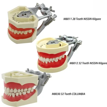 Монтажная стойка для модели зубов Dental Typodont Подходит для Columbia 86 Kilgore Nissin Type