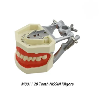 Монтажная стойка для модели зубов Dental Typodont Подходит для Columbia 86 Kilgore Nissin Type Изображение 2